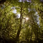 ancient forest canopy exploration