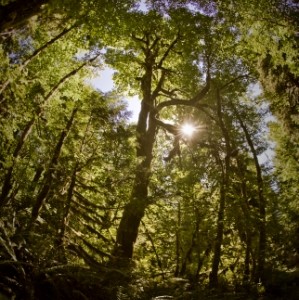 ancient forest canopy exploration