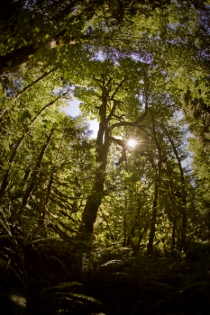 ancient forest canopy exploration
