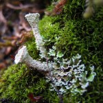 mosses lichens liverworts