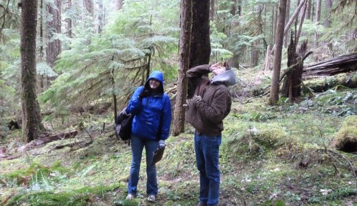 Tall Trees